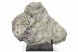 Triassic, Theropod Dinosaur (Coelophysis) Vertebra - Arizona #173486-1